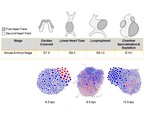 Paper published in Biology of Sex Differences