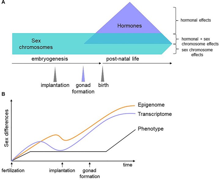Review Of Genomic Sexual Dimorphism Published In Frontiers Of Cell Dev